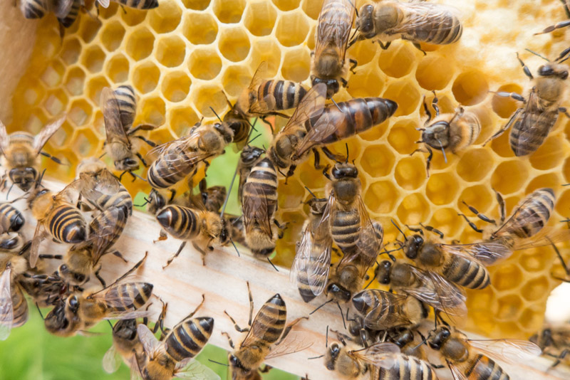 Importância das abelhas