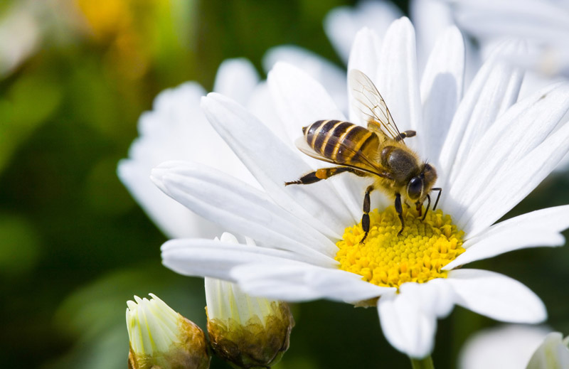 Importância das abelhas