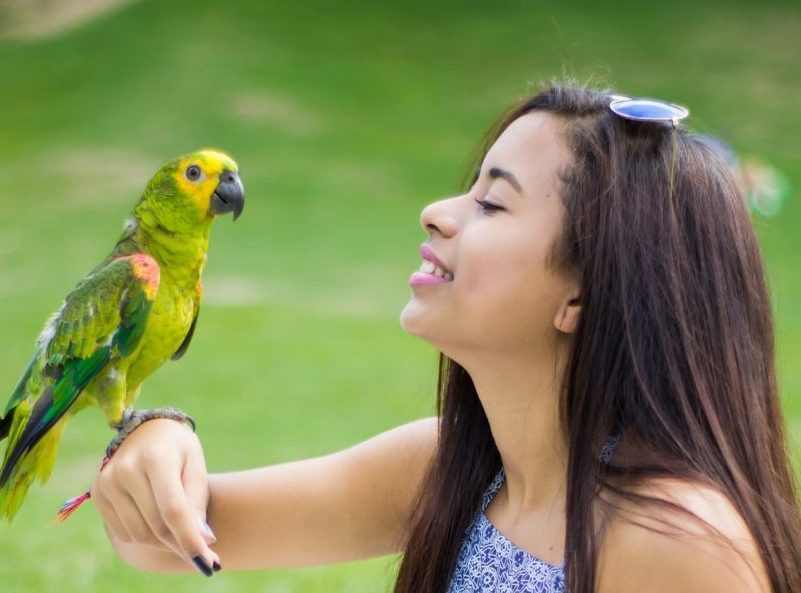 Como ensinar um papagaio a falar: 8 Dicas essenciais - QC Animais