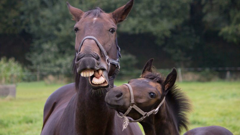 Dentição dos cavalos