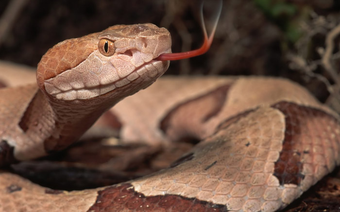 O que significa Sonhar com Cobra Marrom?