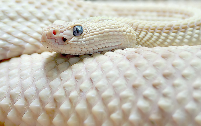 O Que Significa Sonhar Com Cobra Branca