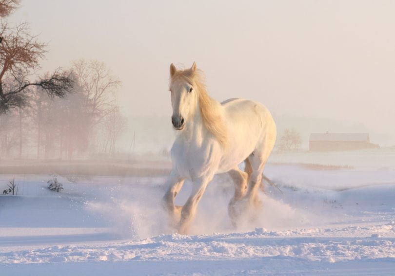 Sonhar com cavalo - Simbolismo e Significado - Segredos do Sonho