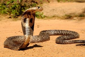 Cobra-Filipina