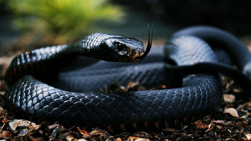 Os Animais mais venenosos de Angola +bw - A cobra cuspideira é uma das  cobras mais perigosas de África, a seguir à mamba Negra, devido à sua  capacidade de expelir(lançar) verdadeiros jactos