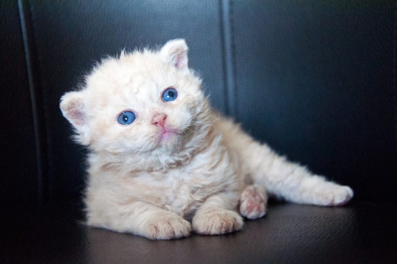 Selkirk Rex, o “gato ovelha”: fofo por dentro e por fora - QC Animais