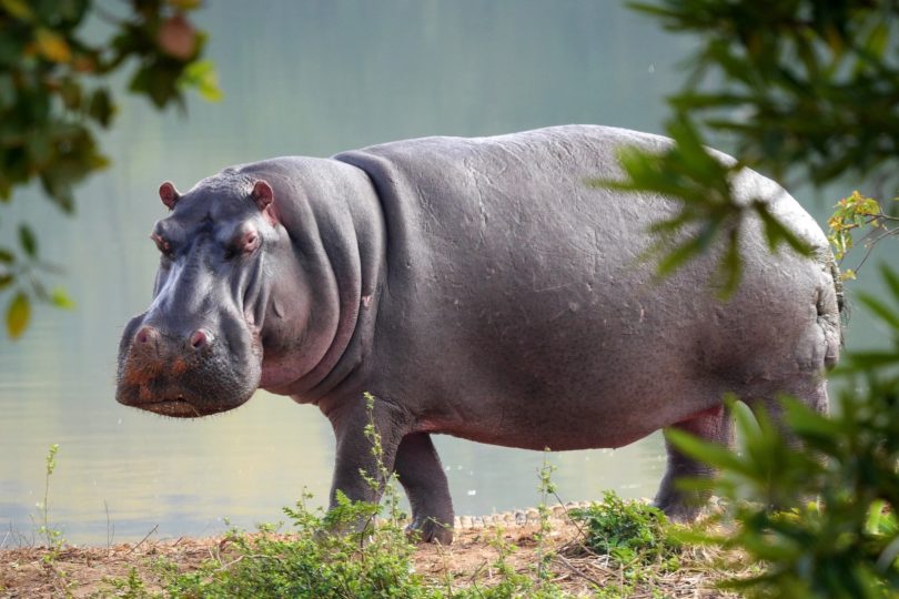 hipopotamo2.jpg