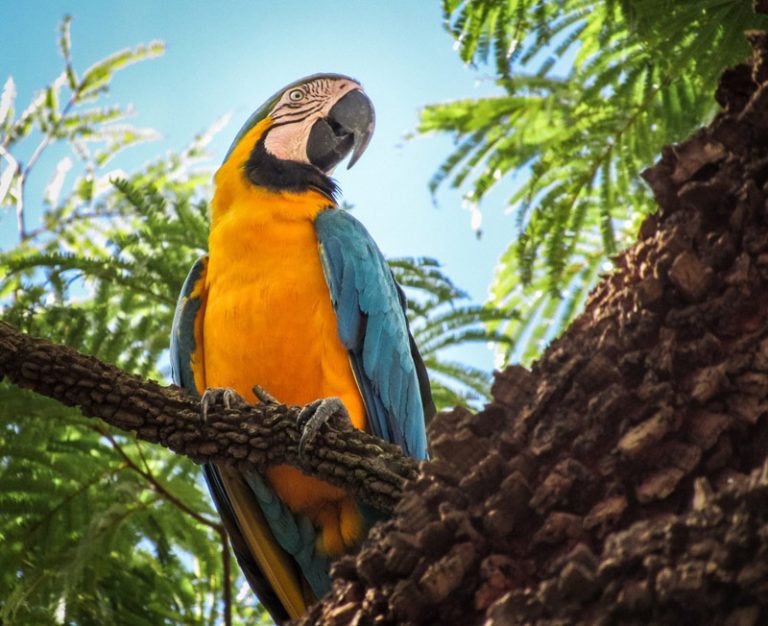 Arara características e curiosidades sobre a ave QC Animais