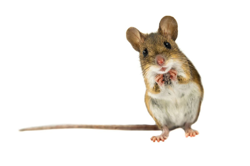 Como evitar ratos