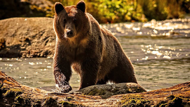 Qual o urso mais dócil do mundo?