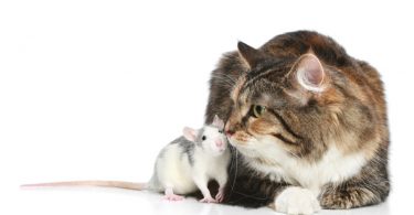 Gato pode comer rato