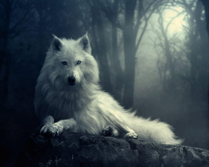 Lobo branco