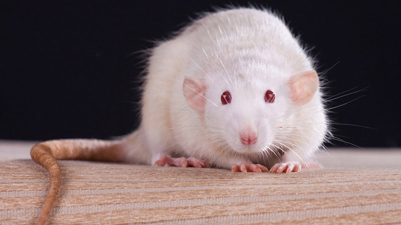 Melhores venenos para ratos