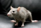 Melhores venenos para ratos