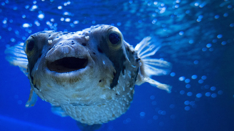 Conheça 10 famosos peixes de água salgada - QC Animais