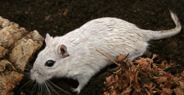 Rato: características e curiosidades desse roedor