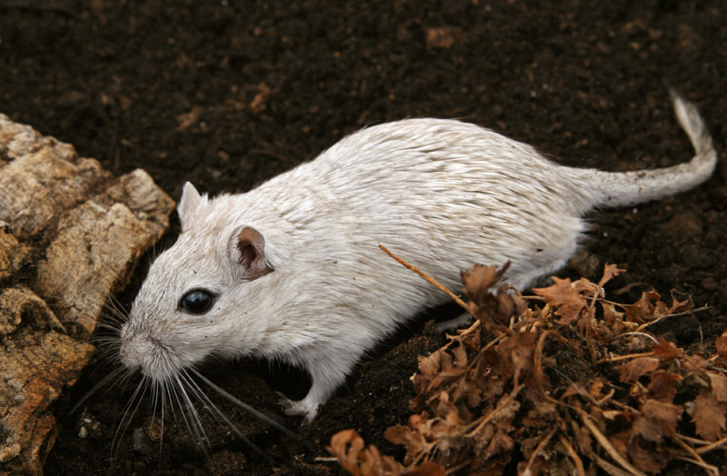 Rato: características e curiosidades desse roedor