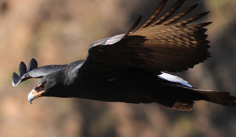 Águia-negra-africana